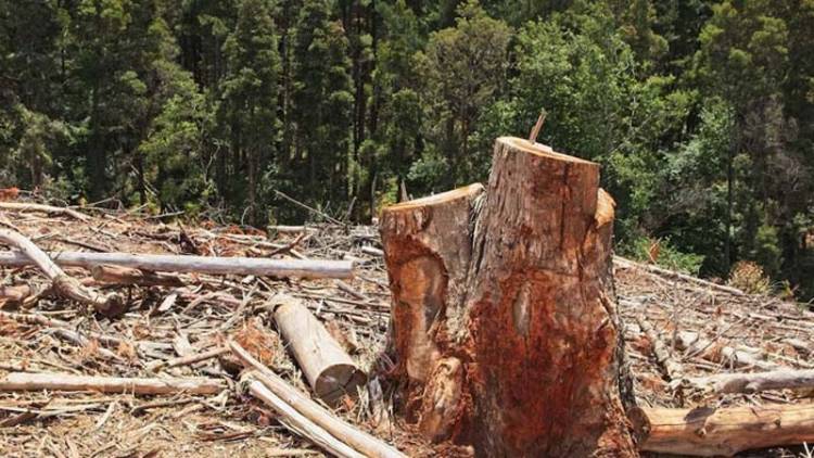 Laju Deforestasi Indonesia Meningkat