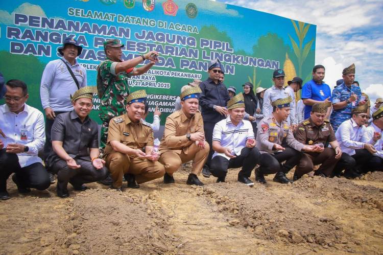 Komitmen Ciptakan Lingkungan Hijau dan Produktif, Pemko Pekanbaru Tanam  Jagung Pipil di Atas Lahan 11 Hektare