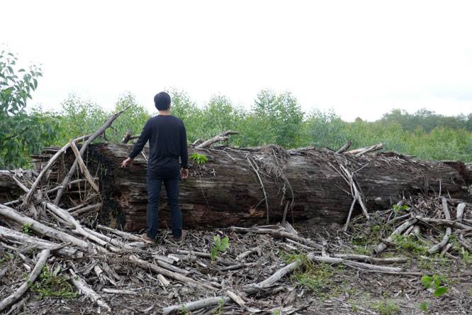 Manipulasi Safeguards REDD+: Dari Janji Perlindungan menjadi Instrumen Pembenaran