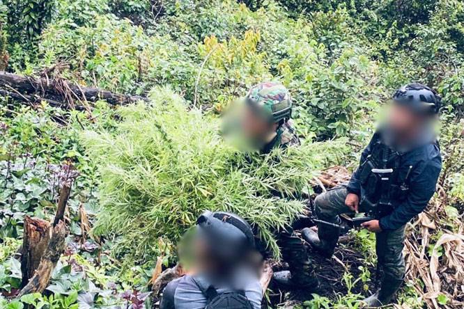 Satgas Swasembada Berhasil Ungkap Ladang Ganja di Pegunungan Bintang, Amankan Puluhan Tanaman Siap Panen