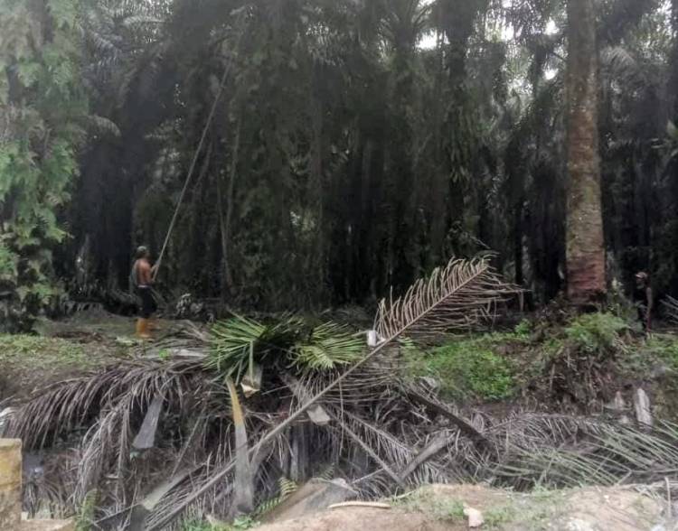 Kelompok Ilegal Kuasai Lahan di Kemuning, Wibawa Negara Dipertaruhkan, Polisi Diminta Tegas