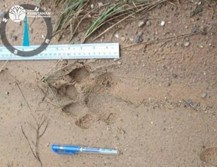 Pekerja Bertemu Harimau Sumatera di Duri Field, BBKSDA Riau Sisir Area PHR