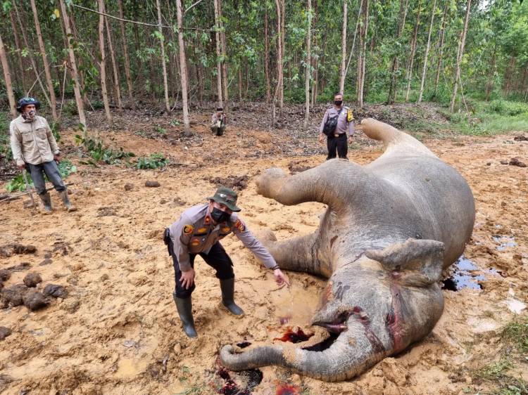 Seekor Gajah Betina Dewasa Ditemukan Mati di Kawasan PT Arara Abadi di Bengkalis