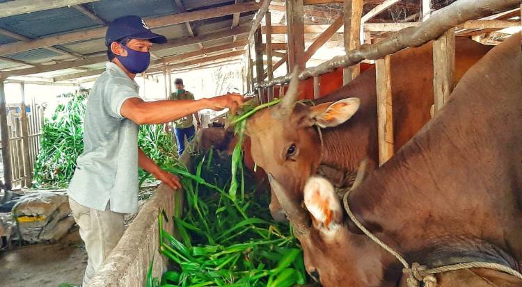 Dilanda Wabah PMK, Pengiriman 1.883 Sapi Bantuan Pemprov Riau dari Jatim Ditunda Sementara