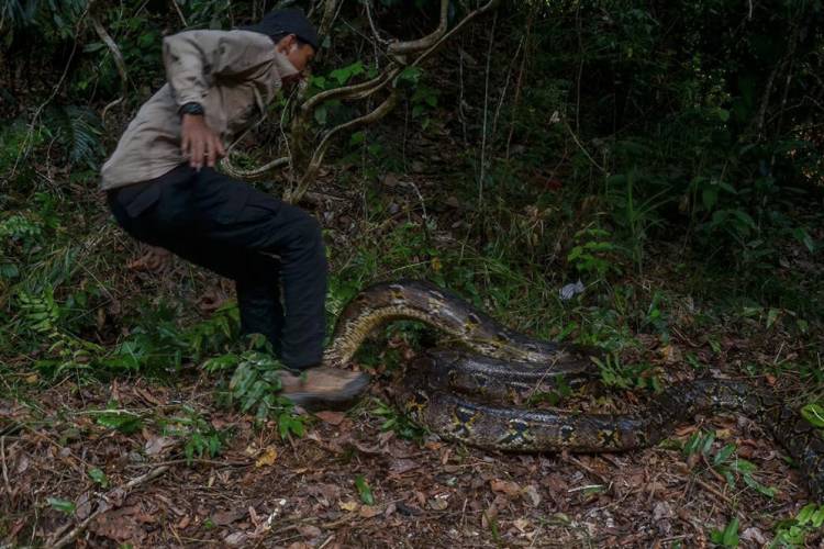 YouTuber Riau Dililit dan Digigit Ular Piton Panjang 7 Meter Saat Akan Dilepas Liarkan BKSDA