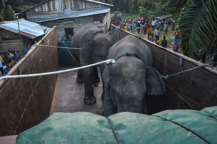 BBKSDA Riau Pindahkan Dua Gajah Jantan di Inhu ke Jambi