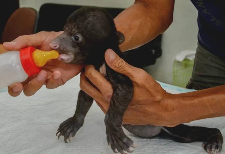 Pekerja PT RUJ di Sungai Sembilan Dumai Temukan Bayi Beruang Madu