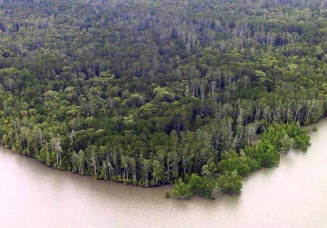 Hutan Mangrove Terbesar Indonesia, Salah Satunya Ada di Papua Barat Luasnya 482.029 Hektare