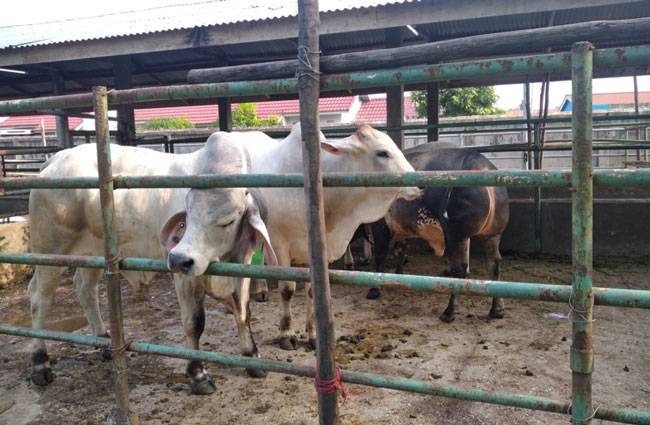 Jelang Idul Adha 1444 H, Ternak Masuk Riau Diperketat