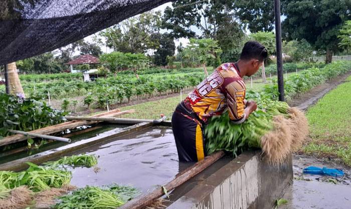 Cuaca Ekstrem Agustus 2023, Petani Diimbau Waspada
