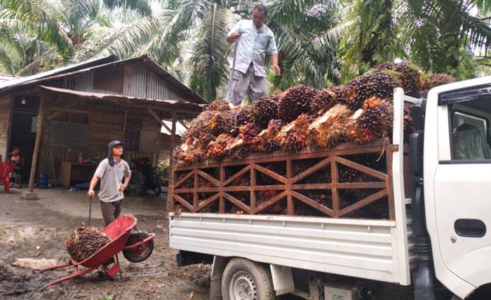 Turun, Ini Harga TBS Sawit Periode 3-9 Mei 2023
