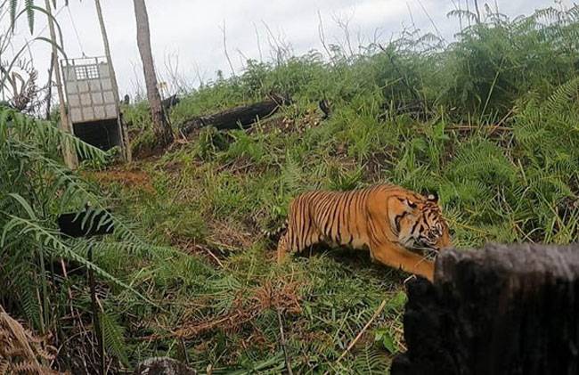 Lokasi Konflik Harimau Vs Manusia di Inhil Marak Pembalakan Liar