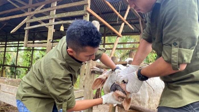 Kebutuhan Kurban di Pekanbaru 2023 Diperkirakan 9.000 Ekor