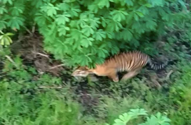 Warga Inhil Tewas Diterkam Harimau