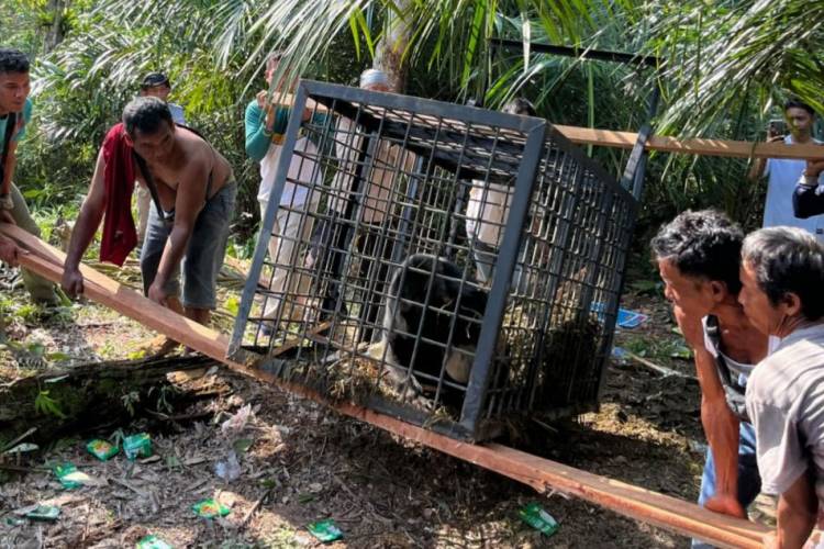 Beruang yang Masuk Pemukiman Warga di Gunung Sahilan Kembali Dilepasliarkan