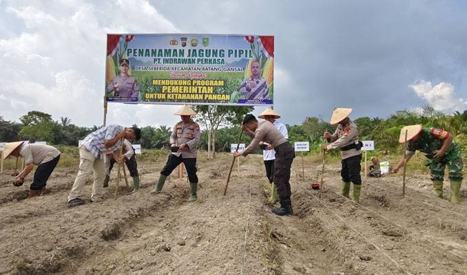 PT Indrawan Salurkan CSR Tanam Jagung Bersama Polsek Batang Gansal