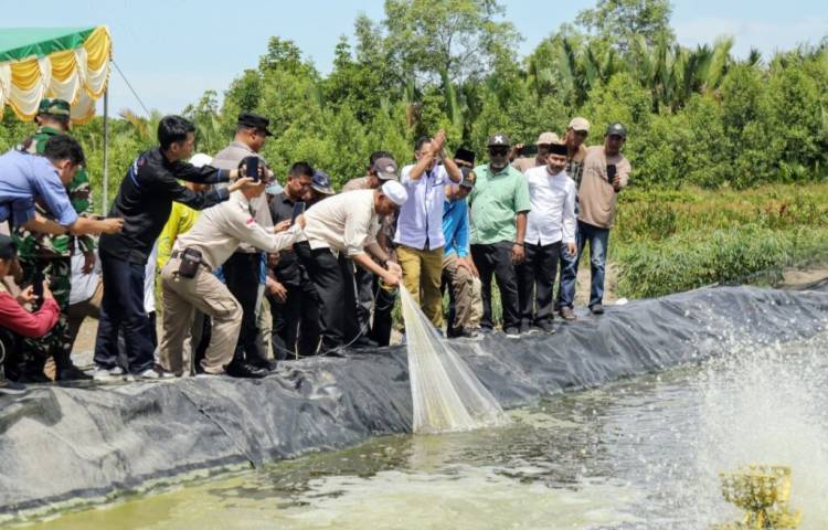 Potensi Besar, Bupati Herman akan Kembangkan Budidaya Udang Vaname di Inhil