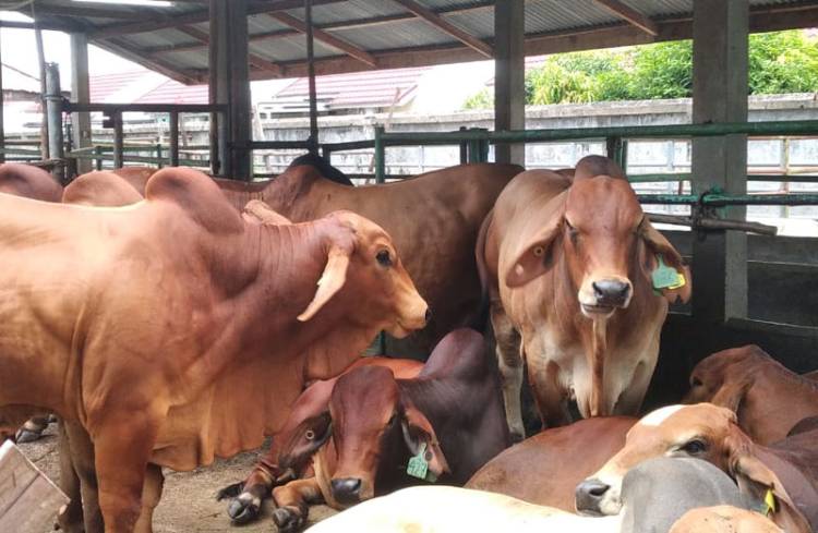 Cegah Penyakit, SKKH Wajib dari Daerah Asal Hewan Kurban