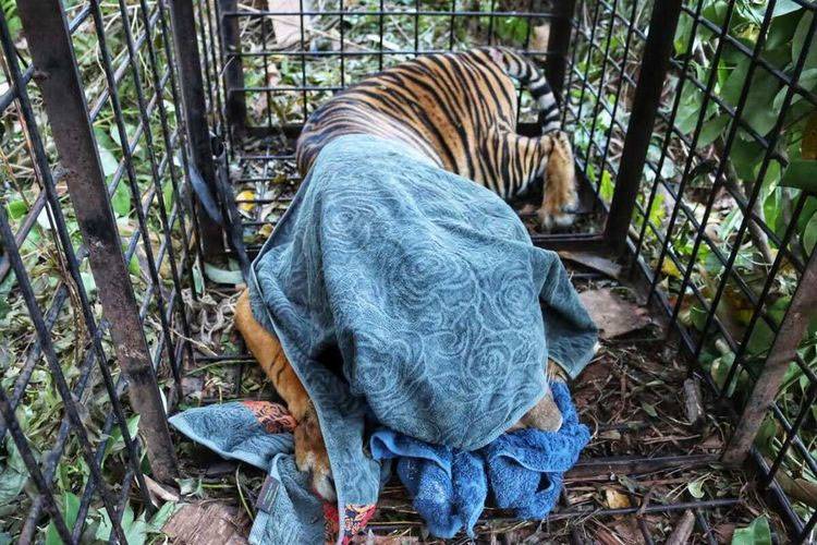 Dua Ekor Sapi di Mengkapan Mati Diduga Diterkam Harimau, Warga Diimbau Waspada
