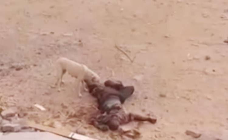 Memilukan, Jenazah Korban Serangan Israel di Kompleks RS Indonesia Gaza Dimakan Anjing