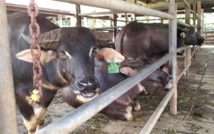 Jumlah hewan Kurban Iduladha 1446 H di pekanbaru Dipredisi Naik