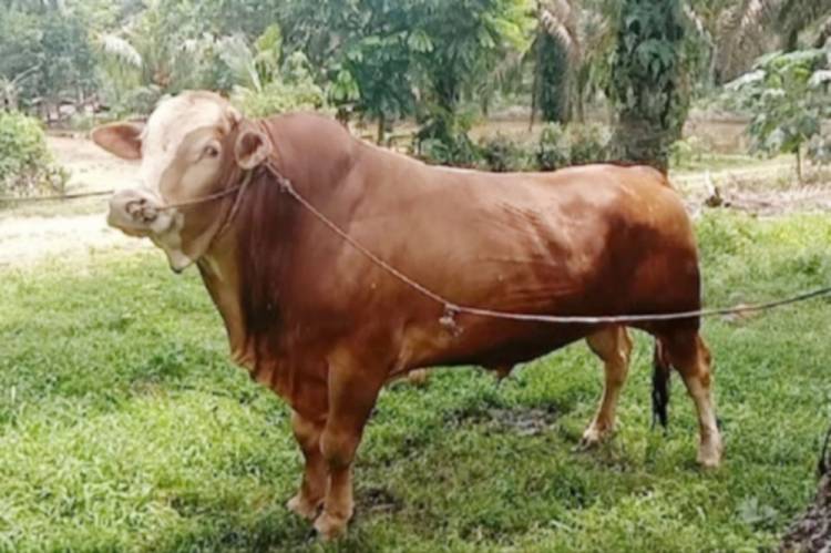 Riau Dapat 13 Sapi Kurban dari Prabowo