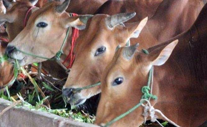 Stok Sapi Kurban di Pekanbaru Capai 3.514 Ekor, Tenayan Raya Terbanyak