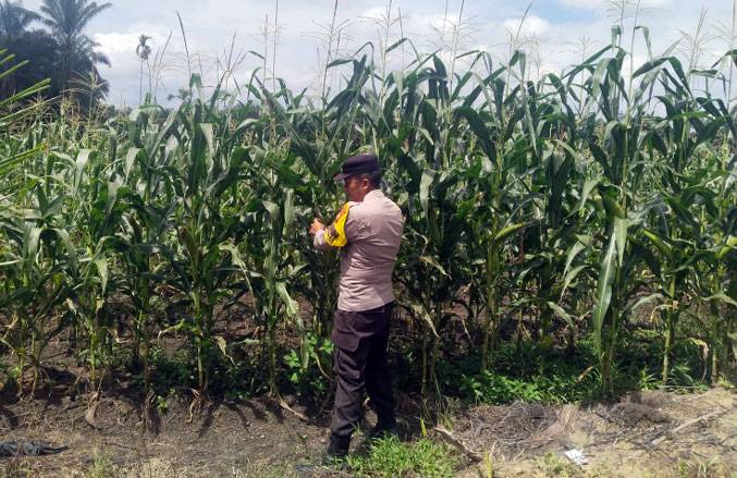 Rutin, Bhabinkamtibmas Polsek Kandis Tinjau Perkembangan Tanaman Jagung untuk Ketahanan Pangan