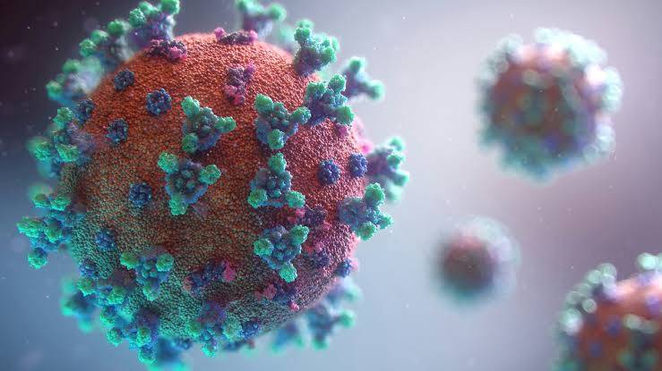 Belum Ada Hantavirus di Riau, Masyarakat Diminta Waspada