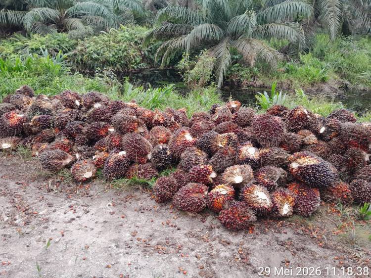 Dugaan Pencurian Buah Sawit di Kebun PT. APN Dilaporkan ke Polsek Keritang