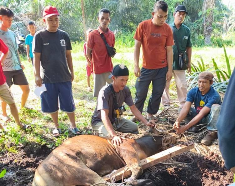 Semangat Idul Adha, PT. Agrinas Palma Nusantara Mitra KSO PT. Citra Mutiara Bumi Riau Gelar Penyembelihan Hewan Kurban