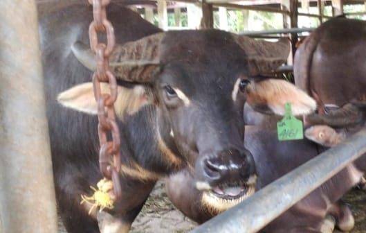 3.514 Sapi Kurban di Kota Pekanbaru Dipastikan Bebas PMK
