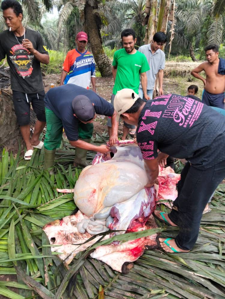 Wujud Kebersamaan, PT. Agrinas Palma Nusantara KSO PT. Tiga Raja Mas Laksanakan Kurban 2 Sapi