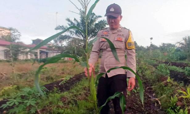 Bhabinkamtibmas Polsek Teluk Meranti, Cek Ketahanan Pangan