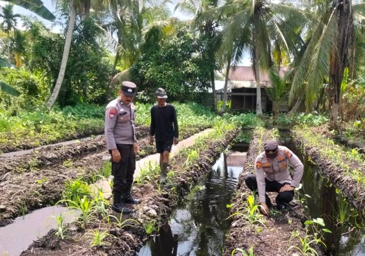 Kapolsek Pelabuhan Tembilahan Tinjau Perkembangan Tanaman Jagung, Program Ketahanan Pangan di Pekan Arba