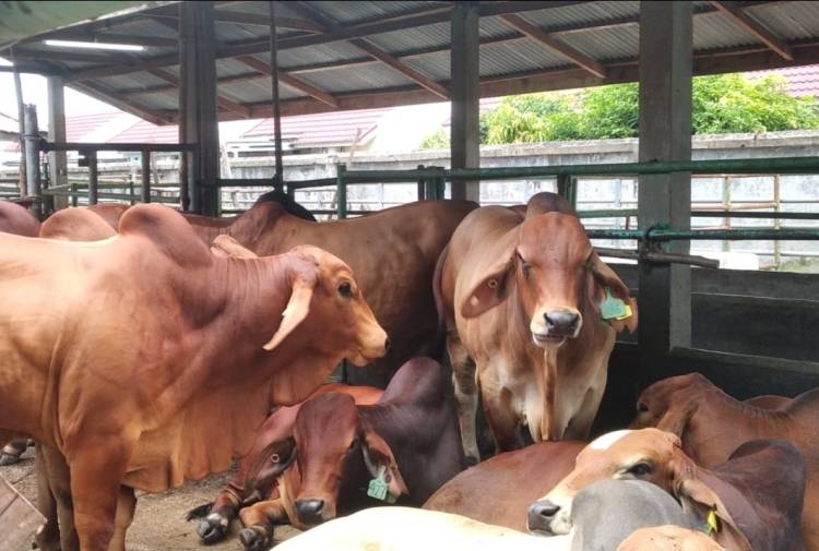 Distankan Pekanbaru Turunkan Tim Pemantau Jelang Iduladha 1447 H, Pengawasan Hewan Kurban Diperketat