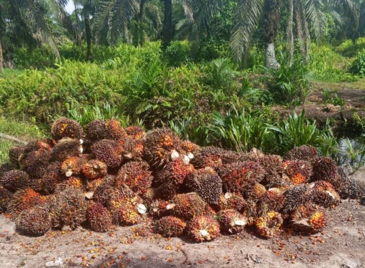 Kebun Negara Diduga Dijarah, Mitra PT Agrinas Palma Nusantara Tempuh Jalur Hukum