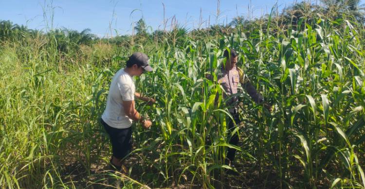 Ketahanan Pangan, Polsek Kandis Lakukan Pengecekan Tanaman Jagung Tumpang Sari