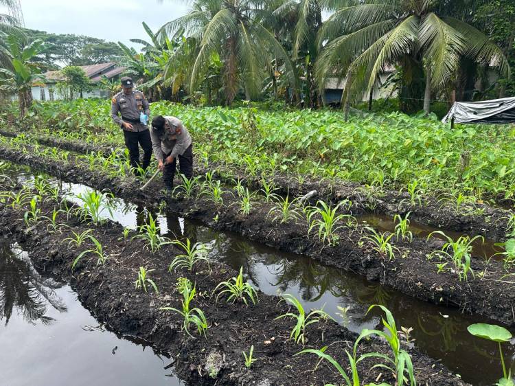 Dukung Asta Cita Presiden, Polsek KSKP Inhil Turun Tangan Pupuk Tanaman Jagung