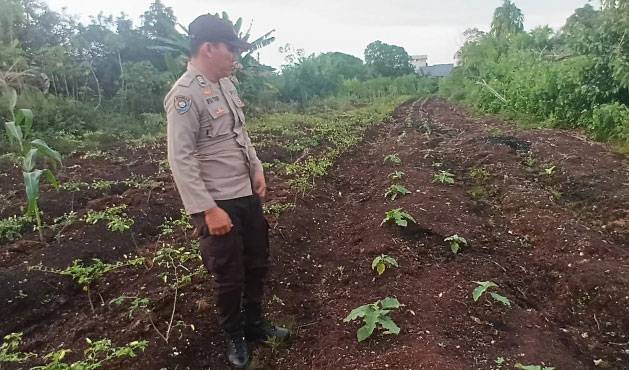 Personel Polsek Teluk Meranti Cek Ketahanan Pangan, Ada Jagung, Semangka dan Cabai  PEKANBARU - Dalam rangka mendukung program ketahanan pangan nasional, personel Polsek Teluk Meranti melaksanakan pengecekan