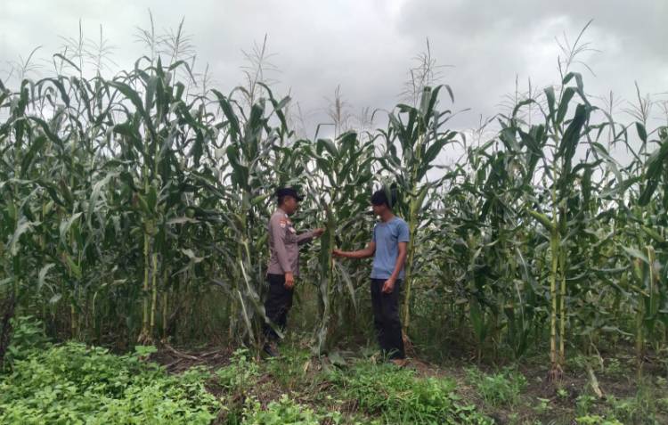 Polsek Kandis Tinjau Perkembangan Lima Hektar Tanaman Jagung, Dukung Program Ketahanan Pangan Nasional