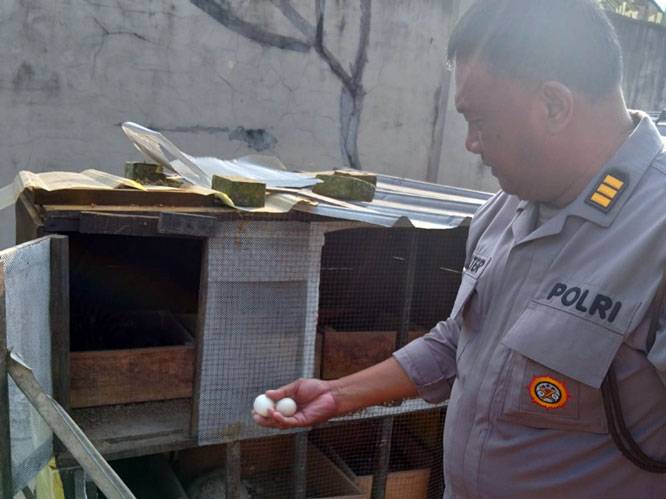 Dukung Ketahanan Pangan, Personel Polsek Pekanbaru kota Sulap Pekarangan Rumah jadi Lahan Ternak