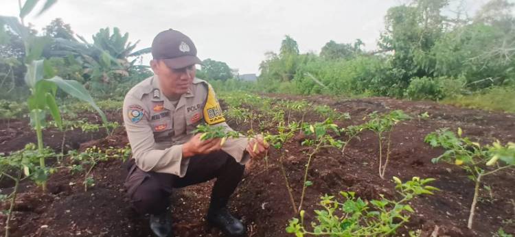 Bhabinkamtibmas Polsek Teluk Meranti Cek Tanaman Cabai Dukung Ketahanan Pangan