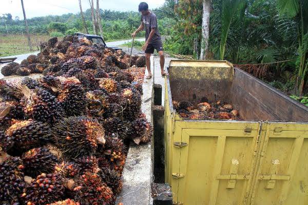 Harga Kelapa Sawit Naik Jadi Rp2.084,29 per Kg pada Akhir Juni