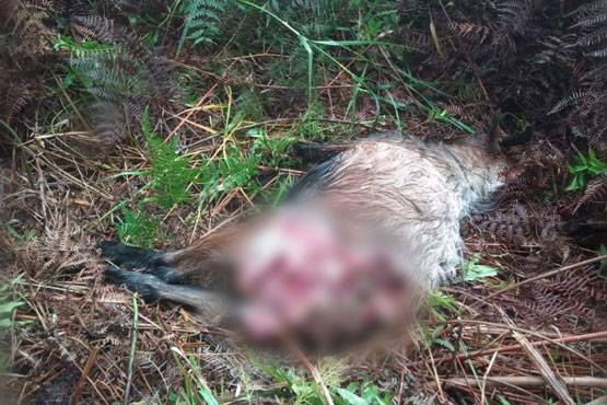 Harimau Sumatera Kembali Muncul di Riau, Dua Ekor Kambing Tewas Dimangsa