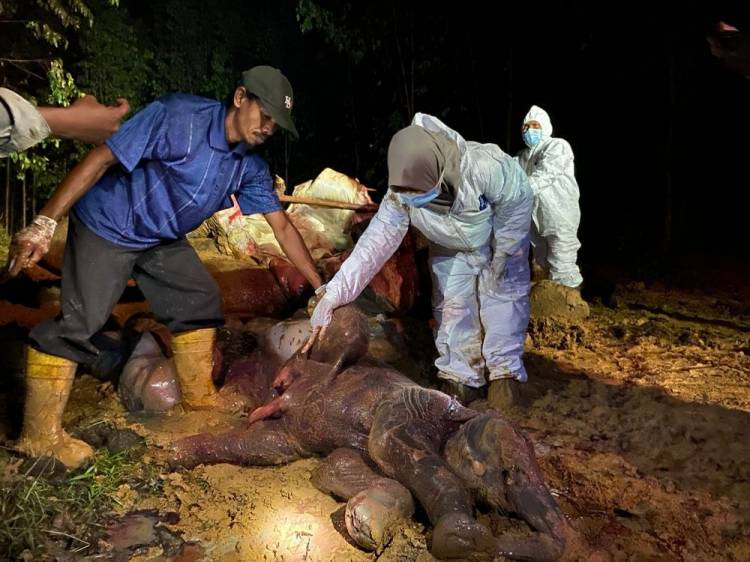 Kasus Gajah Betina Bunting yang Mati di Kawasan PT Arara Abadi, BBKSDA Riau Tunggu Sampel Uji Labor