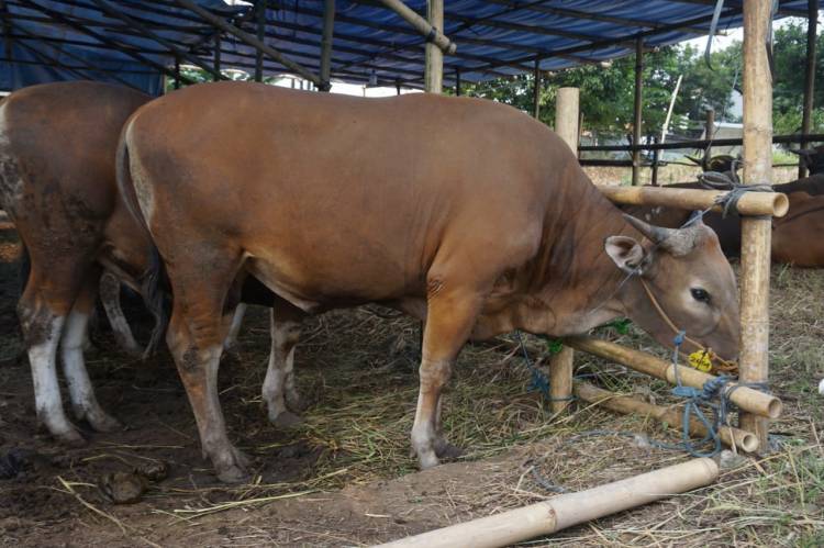 Hewan Kurban Idul Adha 1443 H di Riau Baru 12 Ribu lebih dari 42 Ribu Ekor yang Dibutuhkan
