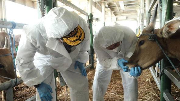 Sudah 150 ribu Sapi Terpapar Virus PMK, Ternak Daerah Ini Wajib Lockdown