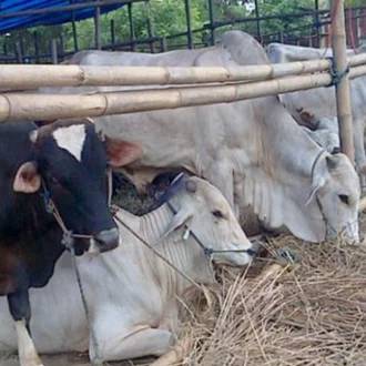 Pemko Pekanbaru Targetkan Potong 35 Ekor Hewan Kurban di Idul Adha 1443 H