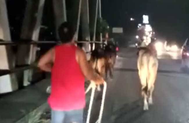 7 Ekor Sapi di Pekanbaru Kabur, 5 Berhasil Diamankan, 2 Dalam Pengejaran